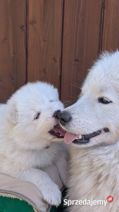 Samojed Samoyed Zapraszamy Pszczyna