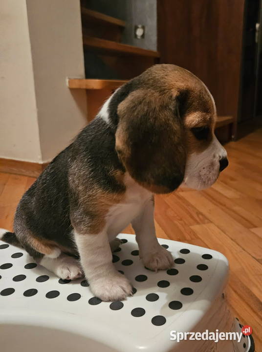 Beagle szczenięta championie Mińsk Mazowiecki