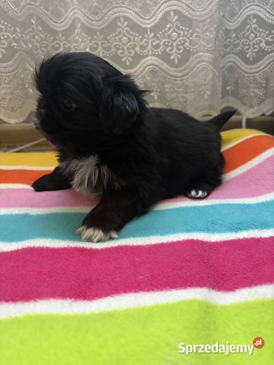 Piesek pekińczyk mazowieckie Lipsko