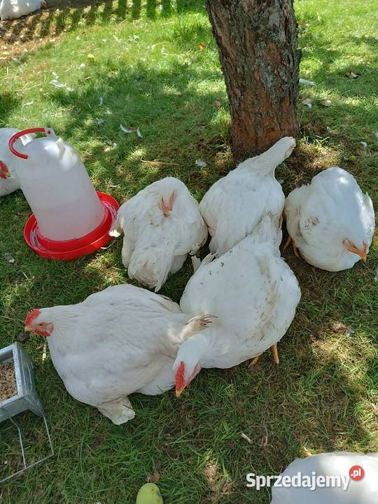 Kurczak brojler wiejski sprzedam