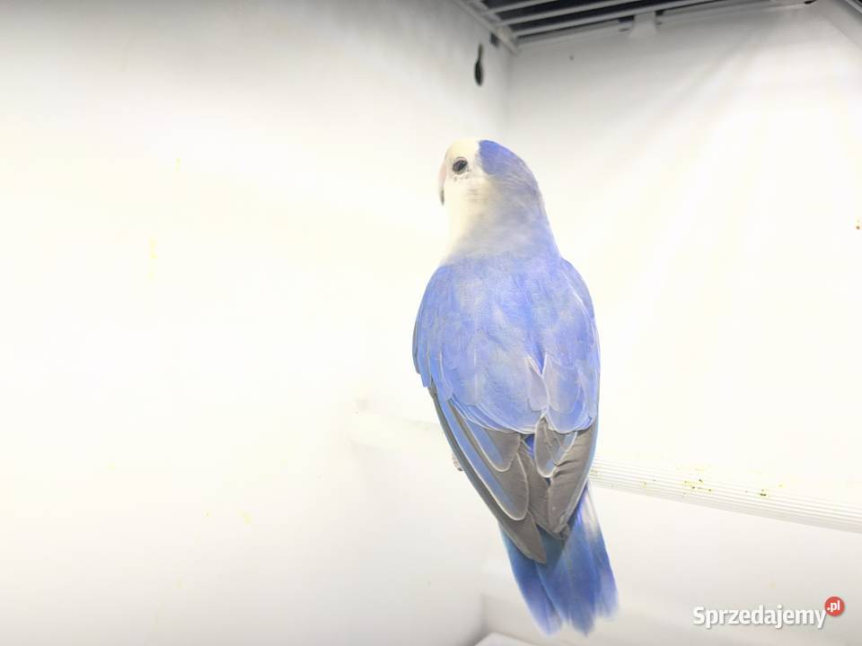 Nierozłączki czerwonoczelne podkarpackie