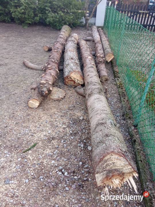 Sprzedam Kłody kloce sosna świerk