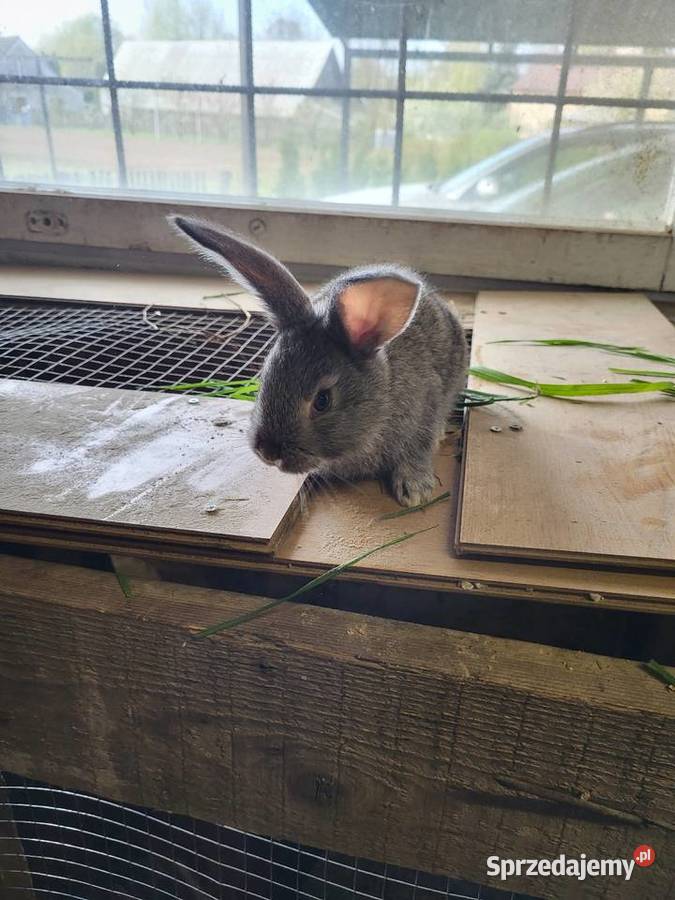 Kroliki młode belgu Paszczyna sprzedam