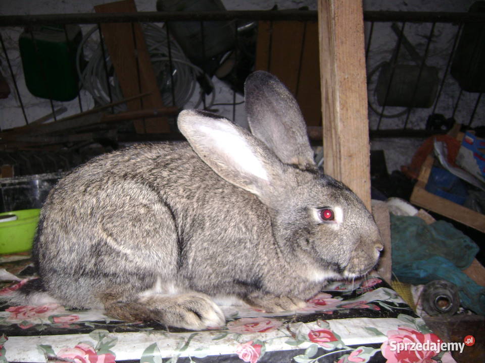 Króliki Króliki Moszczenica
