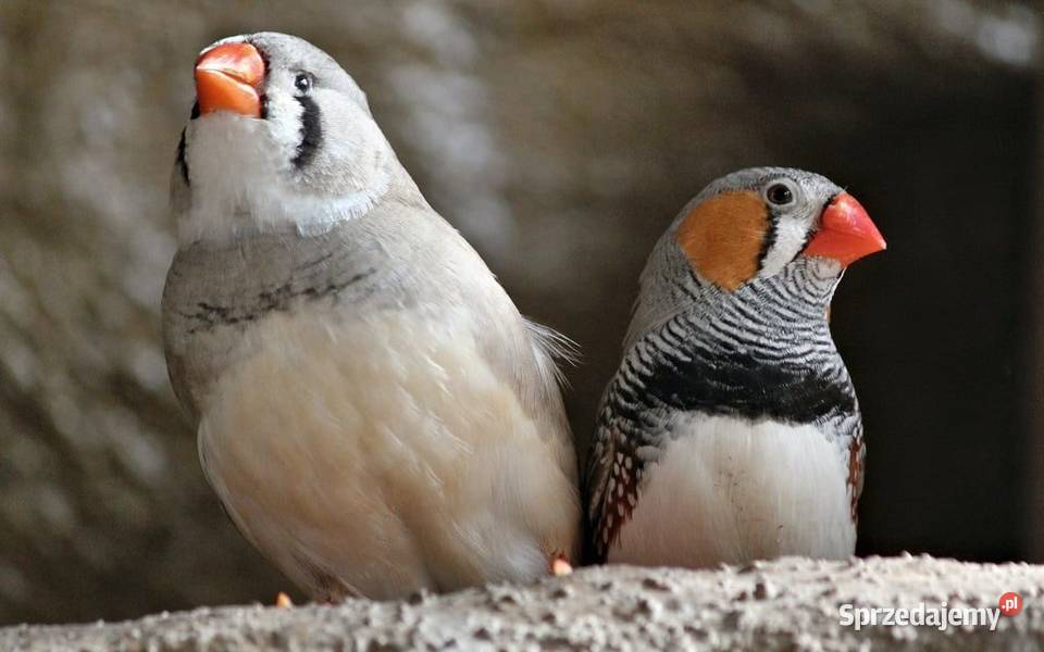 Zeberka Timorska pomorskie
