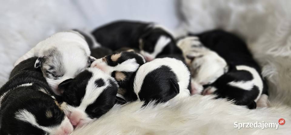 Welsh Corgi Cardigan dziewczynka suczka sprzedam