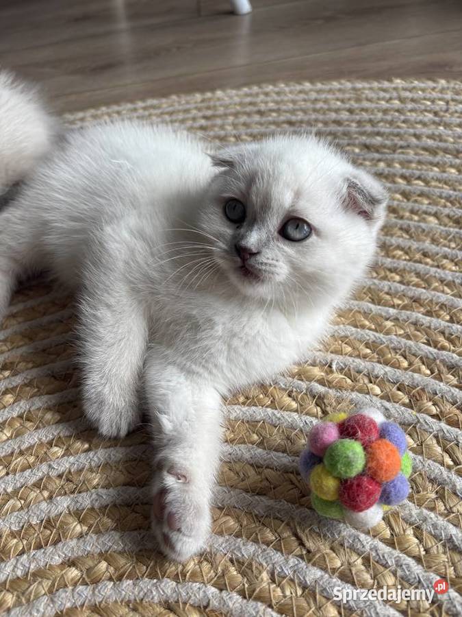 Kot szkocki kocur brytyjski Scottish fold małopolskie Czchów