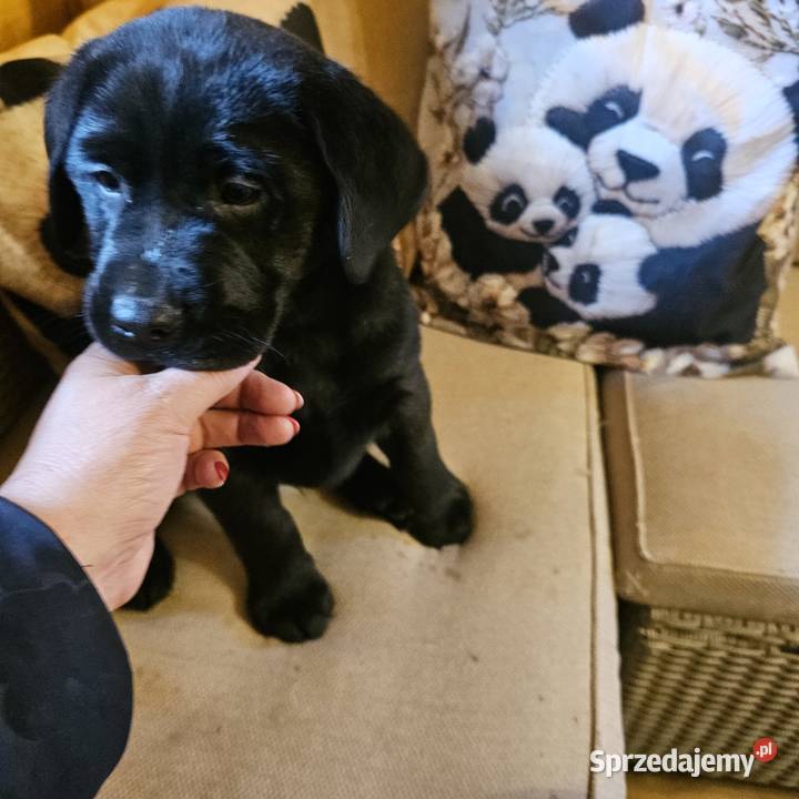Labrador retriever Mądry Piękny mocnej budowy