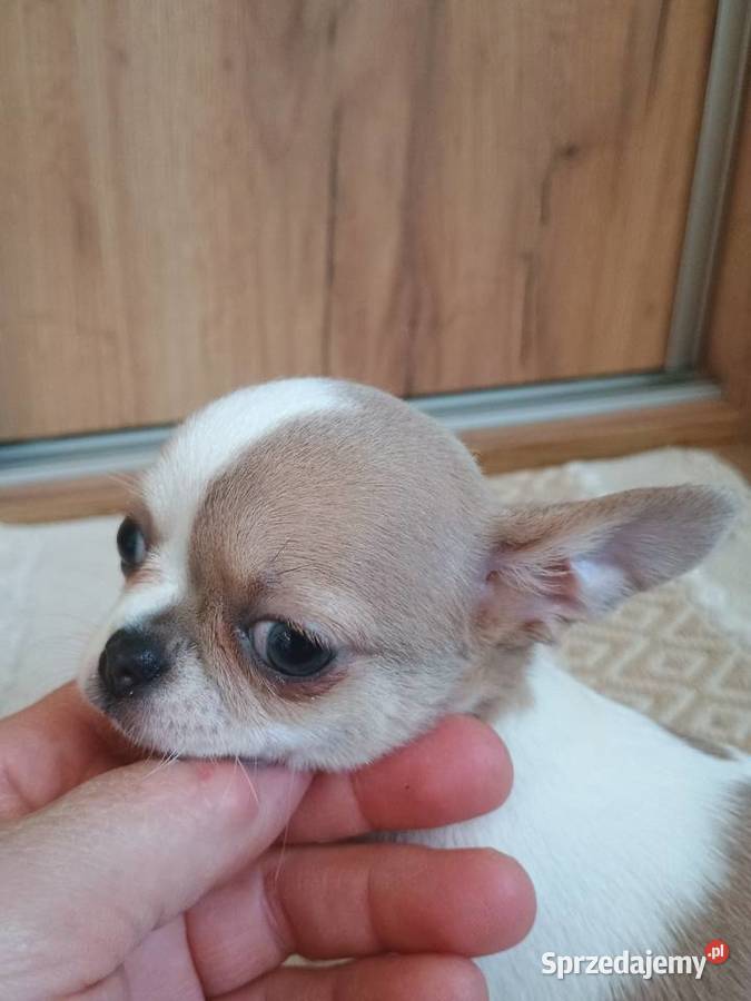 Chihuahua chłopczyk Bursztyn chip rodowód Kleszczów