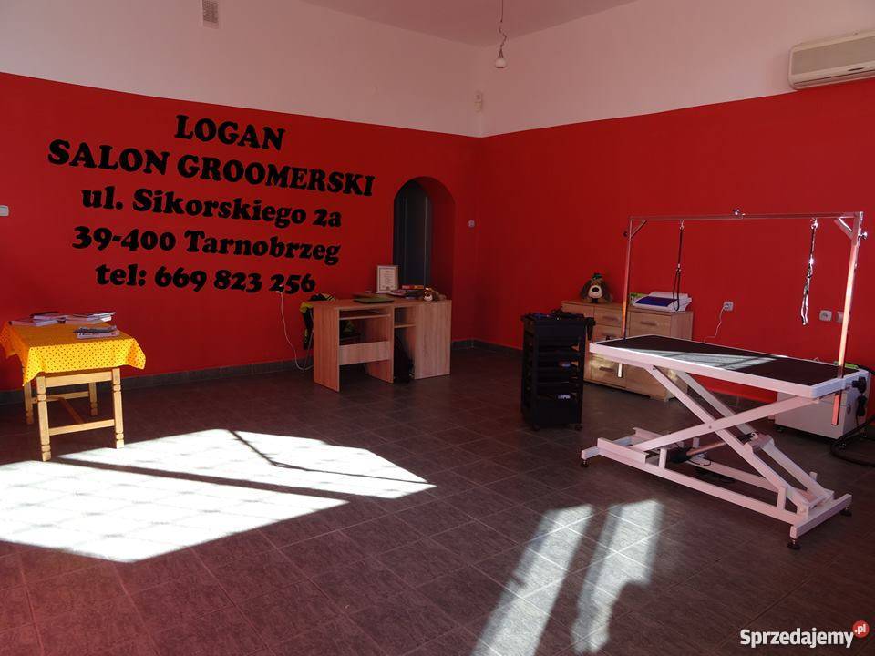 Strzyżenie Psów Kotów Logan Salon Groomerski Psi Fryzier
