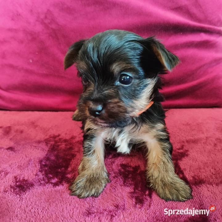 Szczenięta Yorkshire terrier do rezerwacji Dobrzejewice
