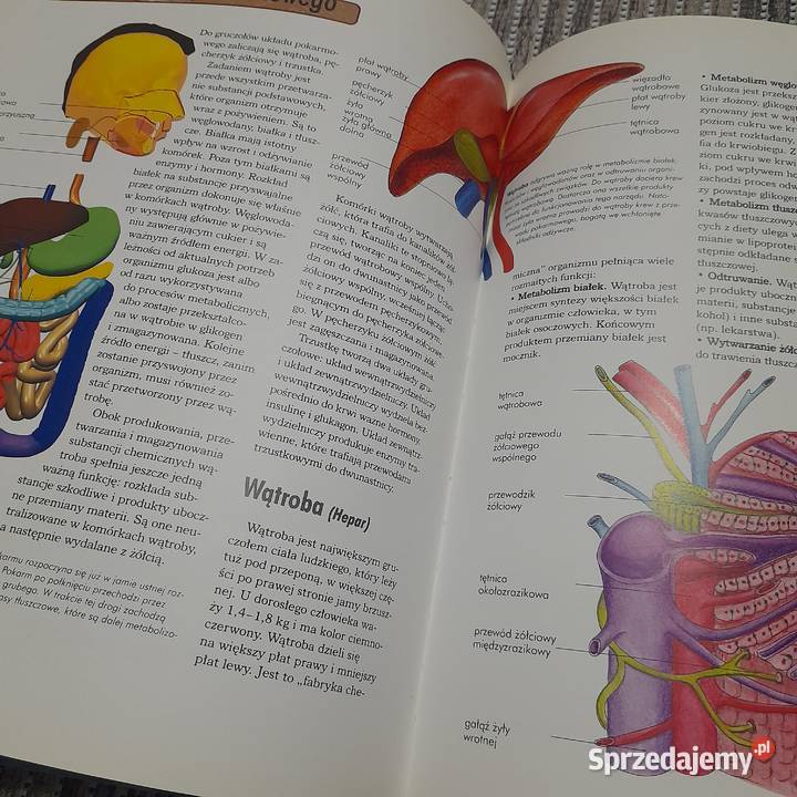 Książka edukacyjna Ciało człowieka Wiedza w