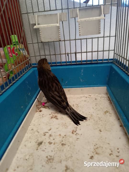 Kanarki 3 sztuki Siepraw