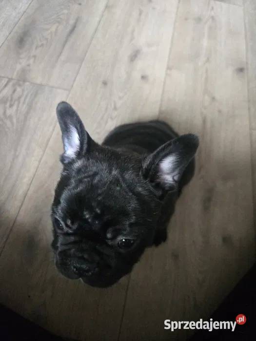 Buldog Francuski Energetyczna Gloria z Rodowodem łódzkie