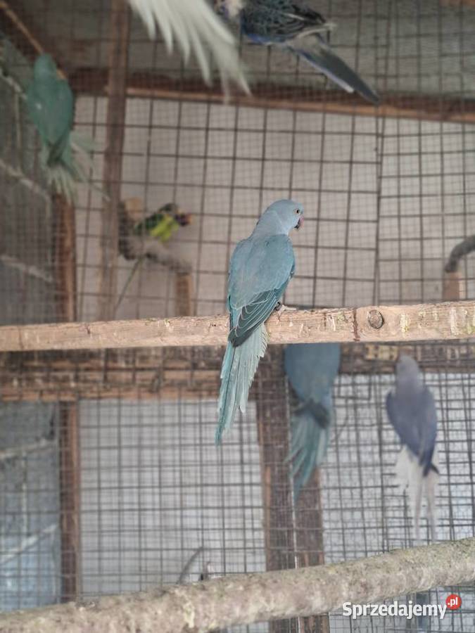 Papugi aleksandretty Rzeszotary