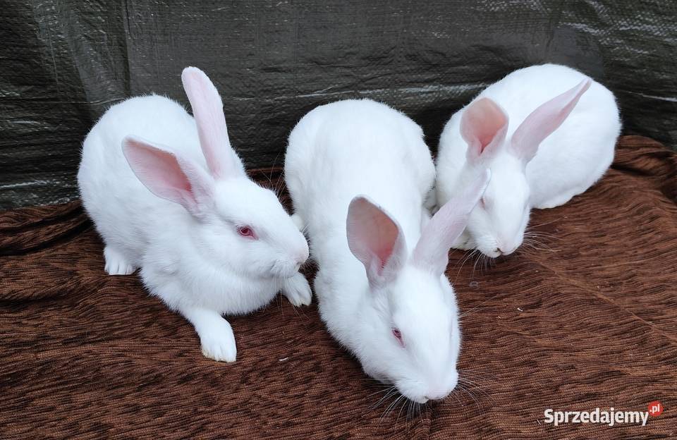 Termondzkie Białe łódzkie Zadzim