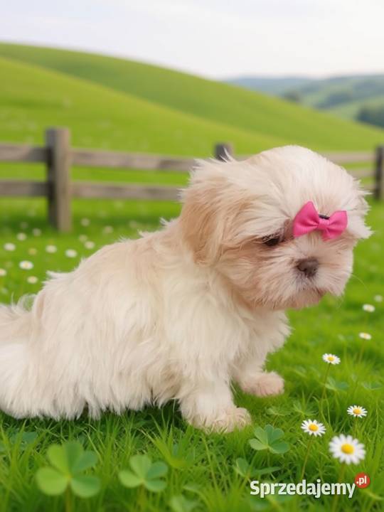Piękna biała suczka rasy ShihTzu szuka domku Shih Tzu opolskie Namysłów sprzedam