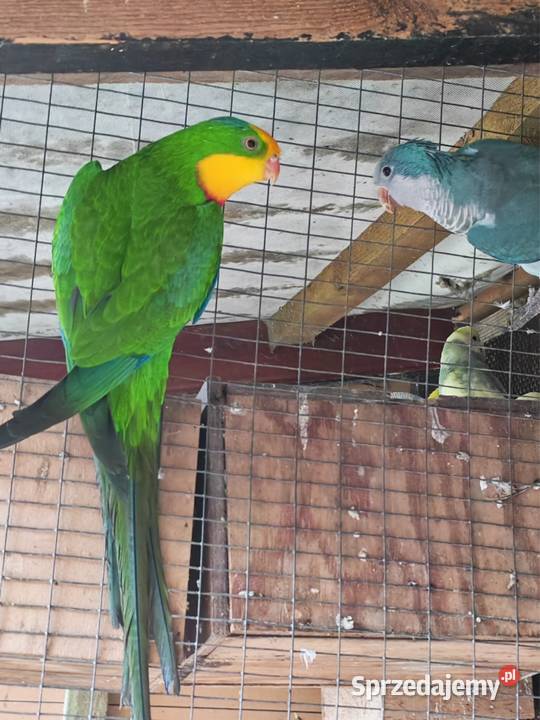 Samiec papugi Baraband wielkopolskie Wielichowo sprzedam