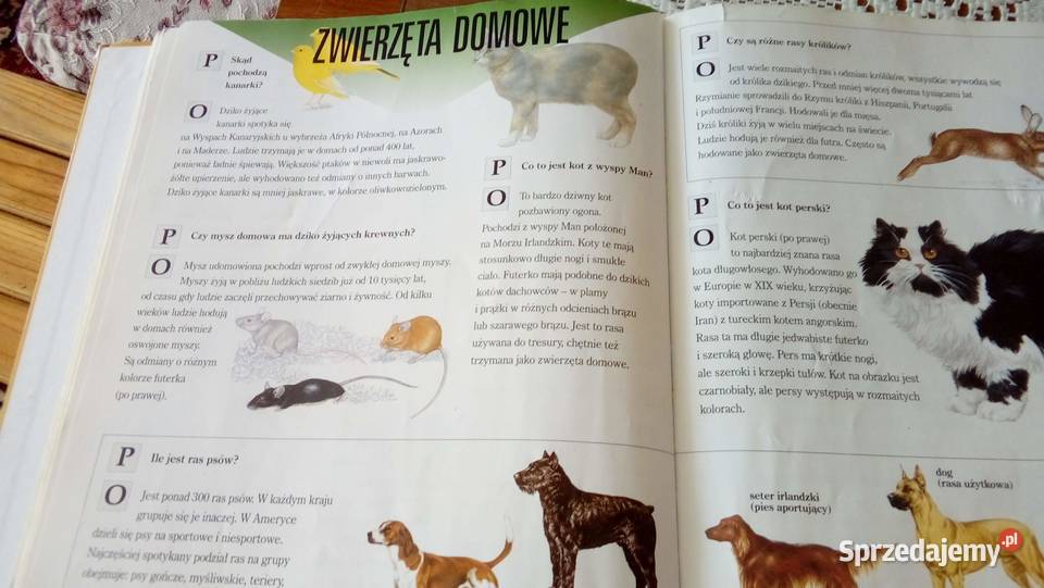 Wielka księga pytań i odpowiedzi Warszawa sprzedam