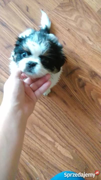 Śliczne pekińczyki suczki Zwierzęta Kraków