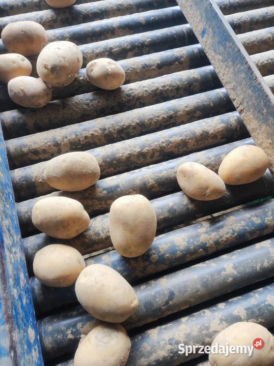 Sprzedam ziemniaki odmiany soraja Olkusz