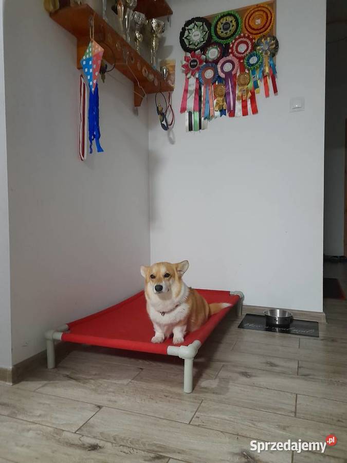 Welsh Corgi Pembroke szczenięta FCI Kielce