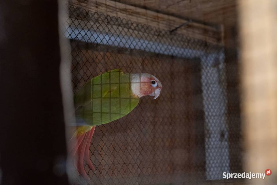 Papugi Rudosterki Red Face Para Chmielnik