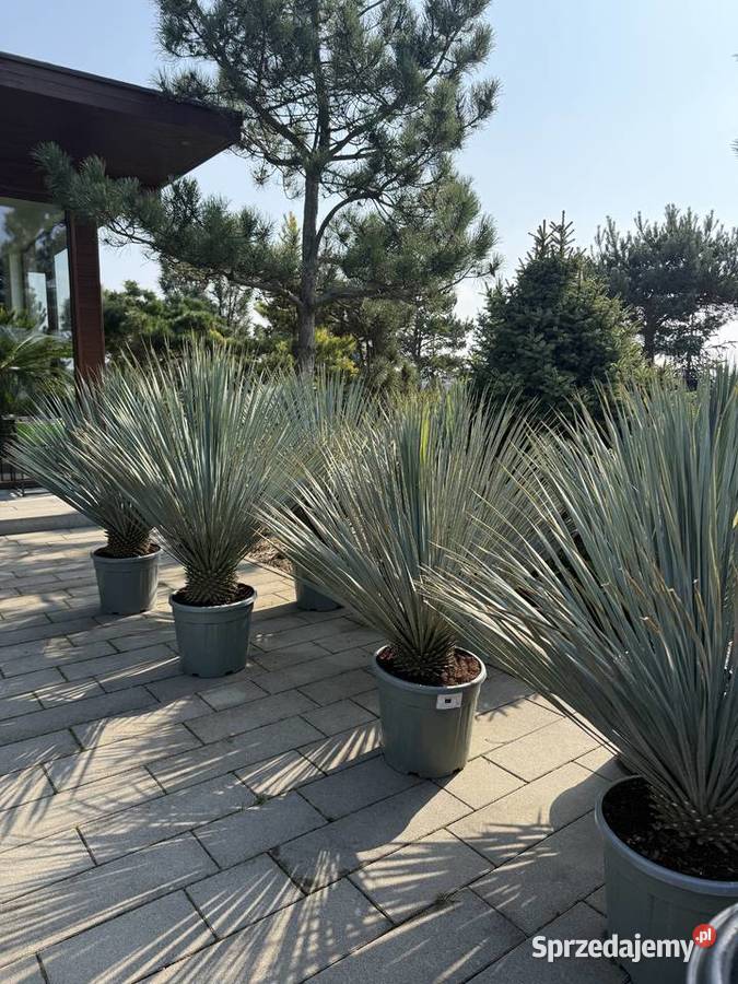 Sprzedam piękne palmy do ogrodu Rośliny Wrocław