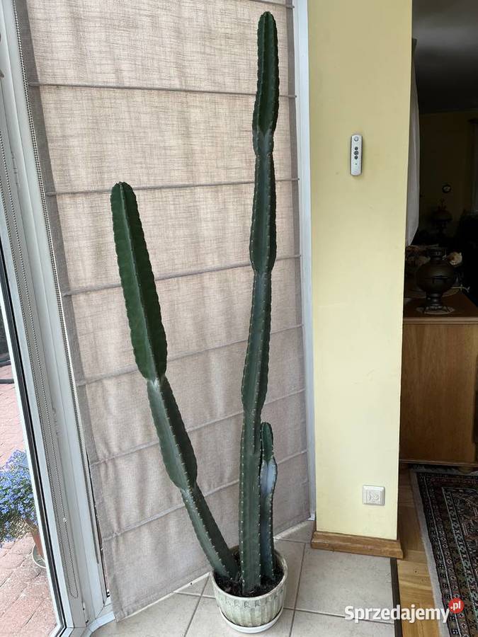 Kaktus 2m niezwykły olbrzym MEXICO okazja Gdańsk sprzedam