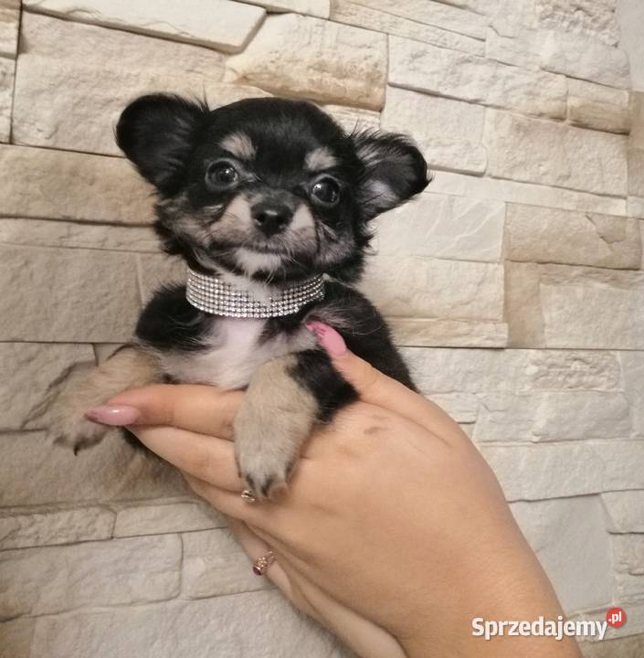 chihuahua mini suczka długowłosa podkarpackie Stalowa Wola sprzedam
