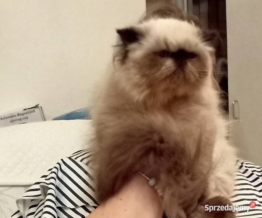 Dziewczynka himalajska rodowód fpl Koty