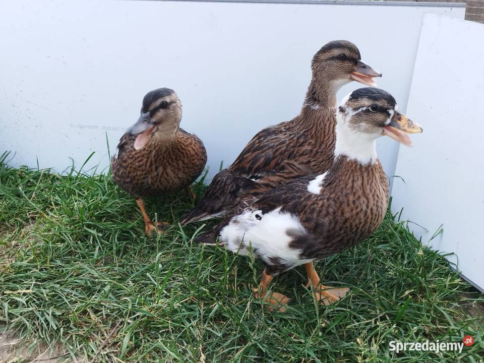 kaczki kaczory ozdobne call duck
