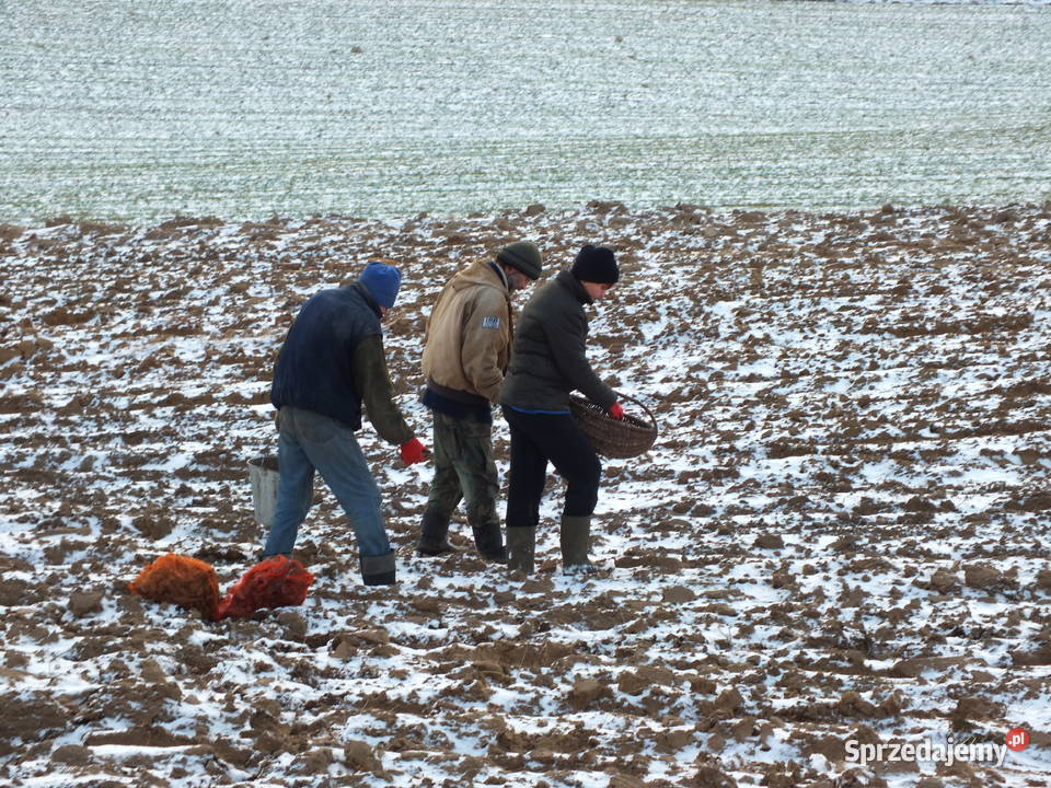 Sprzedam topinambur naturalny Ozierany Małe