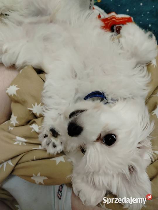 Szczeniak Maltańczyk na sprzedaż Działdowo sprzedam
