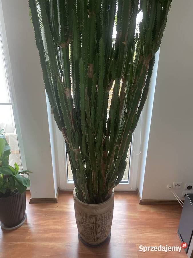 Ogromny i imponujący wilczomlecz do dużego Szczecin