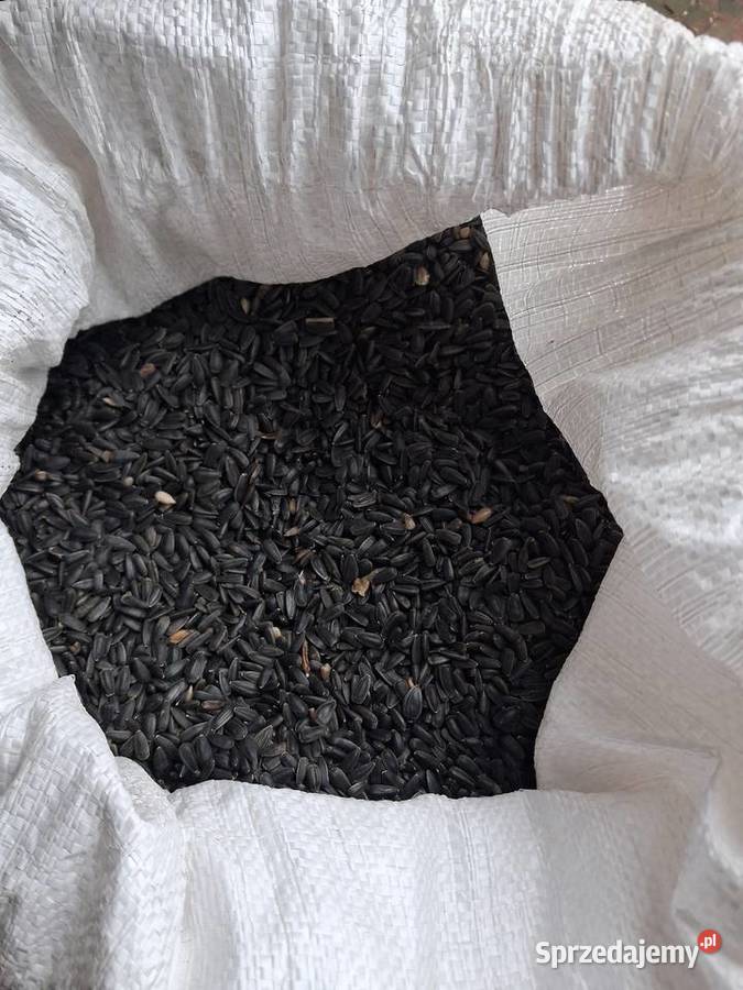 Owies i owies bezłuskowy Miękinia sprzedam