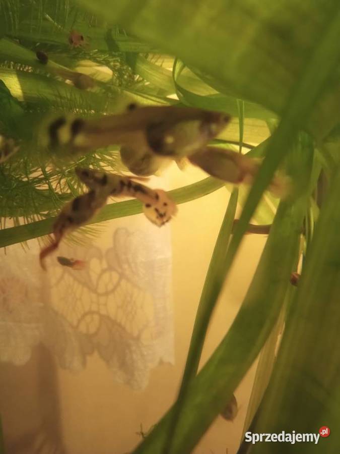 Gupiki Ryby Piotrków Trybunalski sprzedam