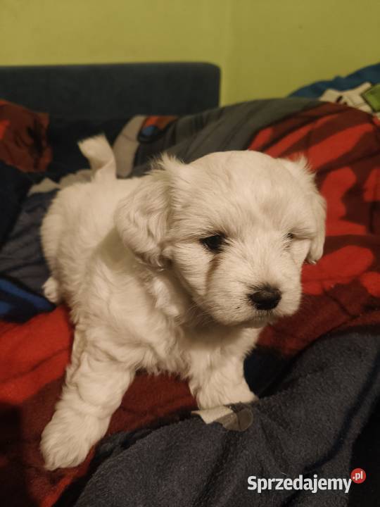 szczeniak maltańczyk lubuskie Gorzów Wielkopolski