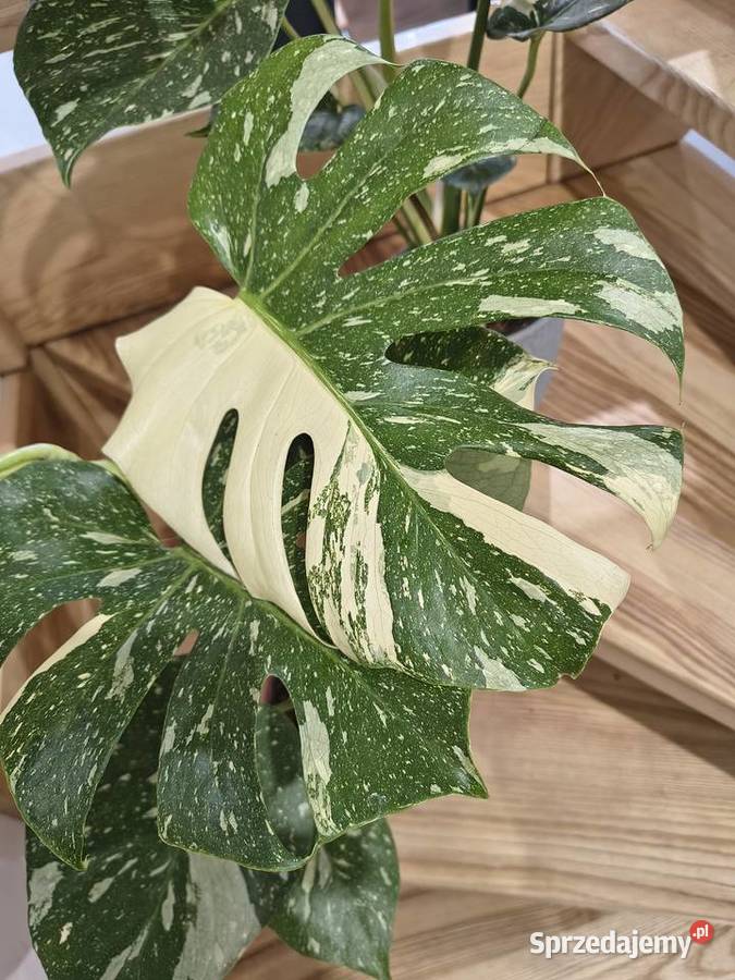 Monstera Variegata piękne 60 warmińsko-mazurskie Lidzbark Warmiński