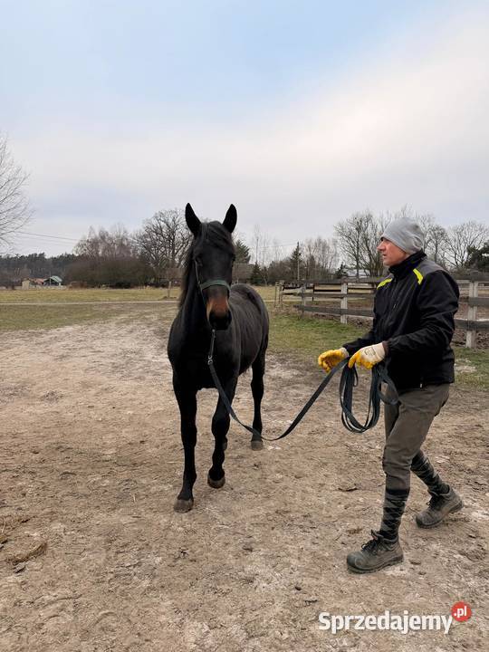 Klacz śląska roczna opolskie Bąków