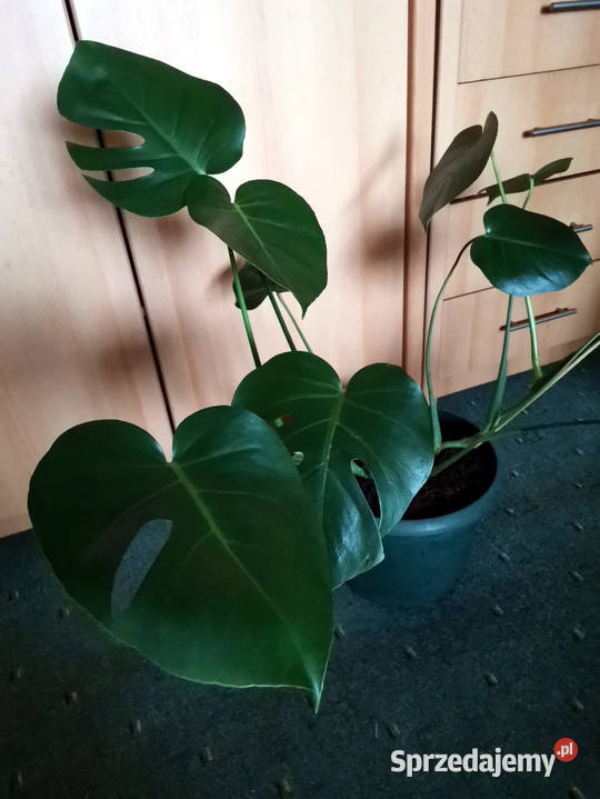 Monstera dziurawa Lublin