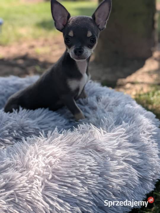 Chihuahua suczka xxs świętokrzyskie Szczaworyż