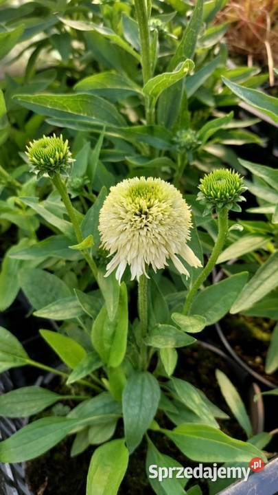 Byliny Jaszczów-Kolonia