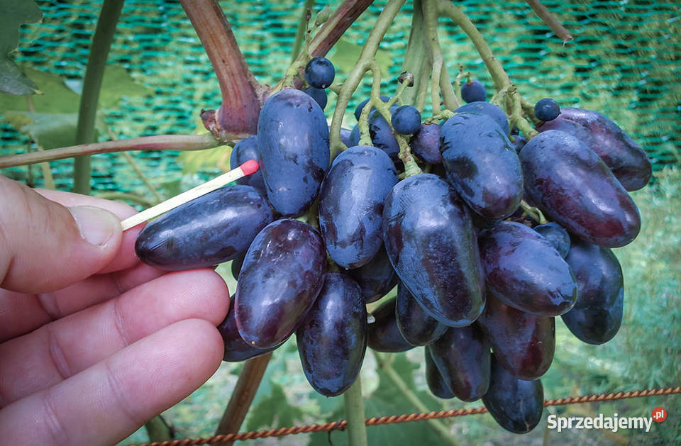 Sadzonki winorośli deserowych
