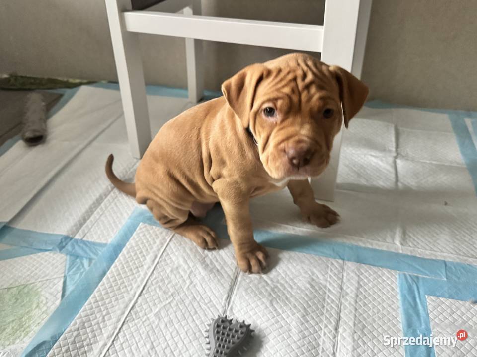 Rednos american Pit bull terrier szczeniaki