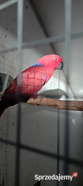 Lora wielka samce i para lęgowa śląskie