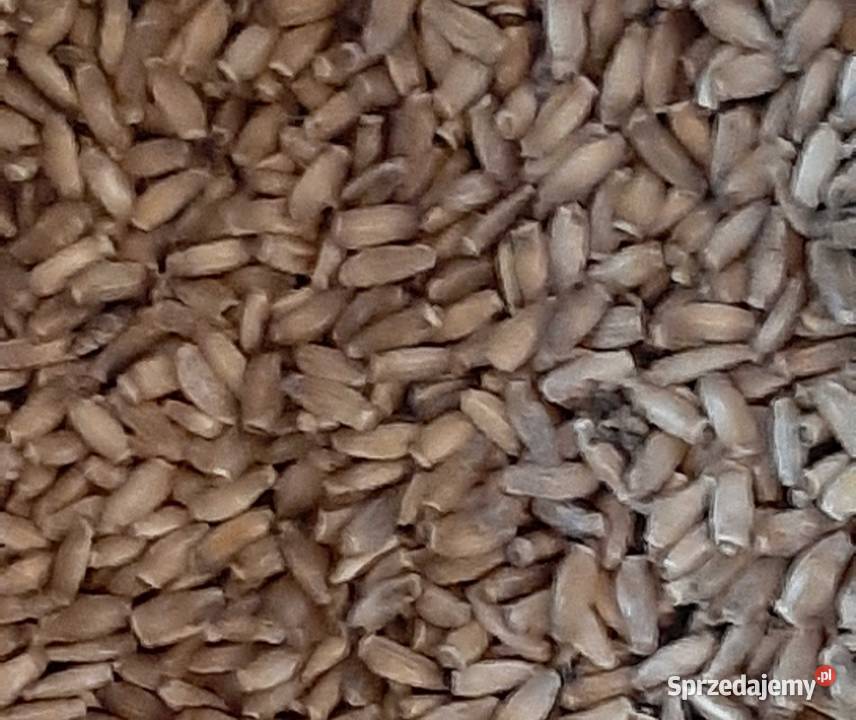 Ostropest Nowy Żmigród sprzedam