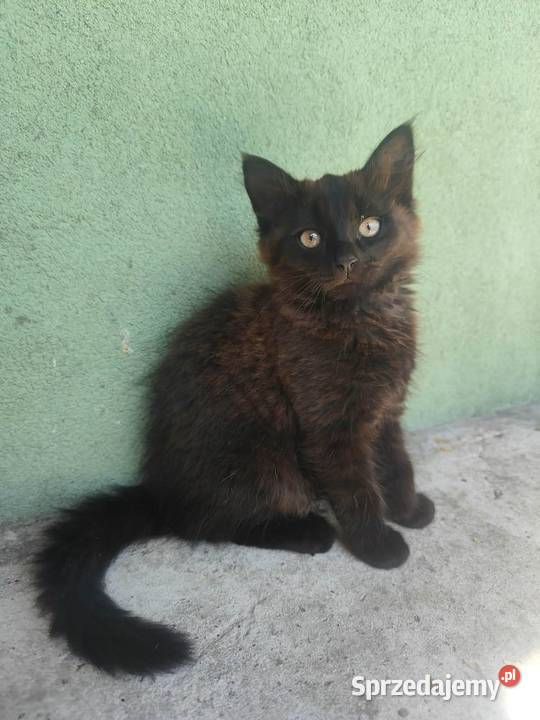Maine Coon kotka Drygulec