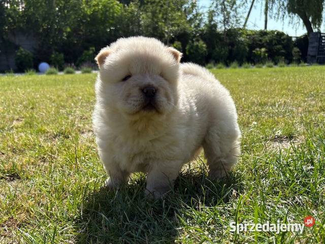 CHOW CHOW CZAU CZAU ŚLICZNE SZCZENIĘTA Warszawa sprzedam