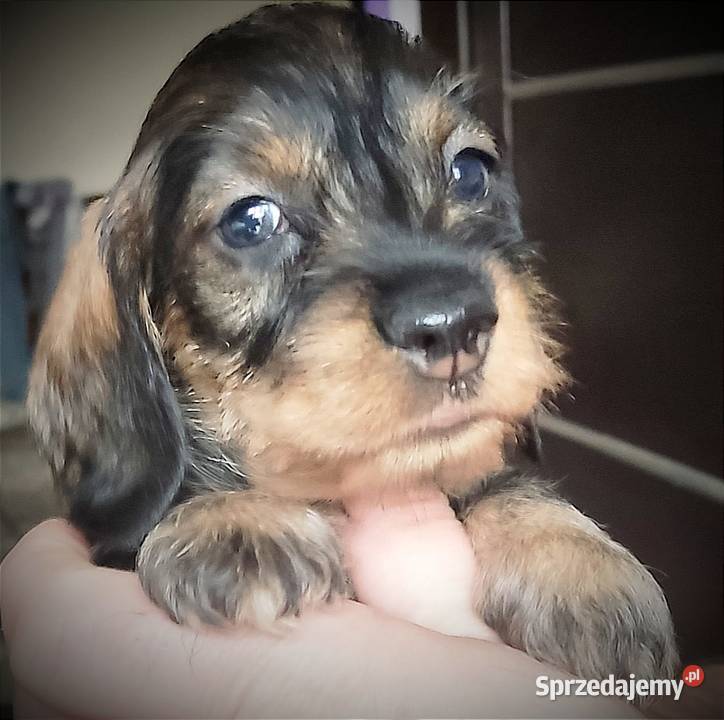 Jamniczki szorstkowłose miniaturowe mazowieckie Warszawa